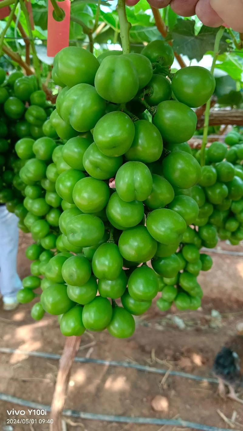 先正達集團中國 優質農資肥料熱銷，助力現代農業騰飛